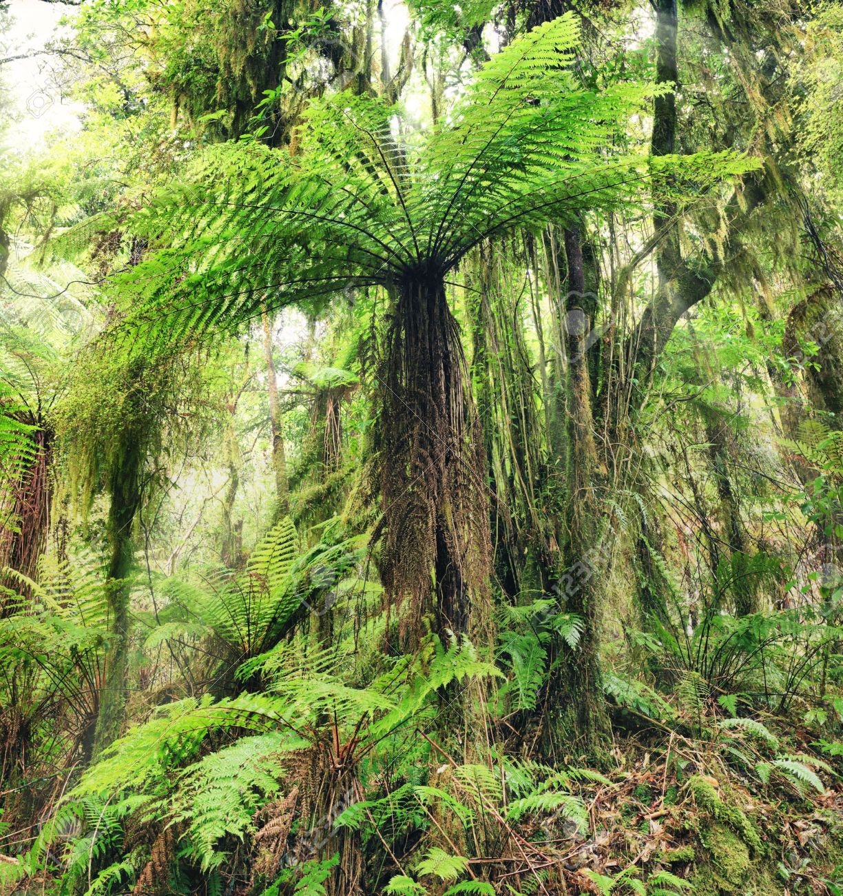 12560227-the-new-zealand-tree-fern.jpg