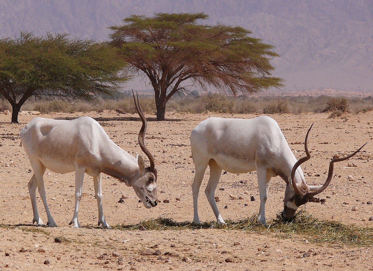 1280px-Addax-1-Zachi-Evenor.jpg