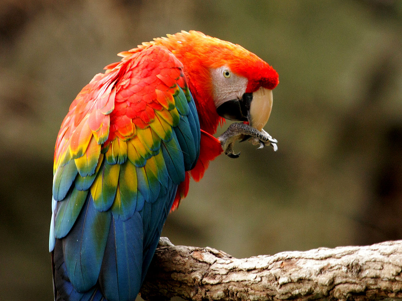 1280px-Ara_macao_-Fort_Worth_Zoo-8.jpg