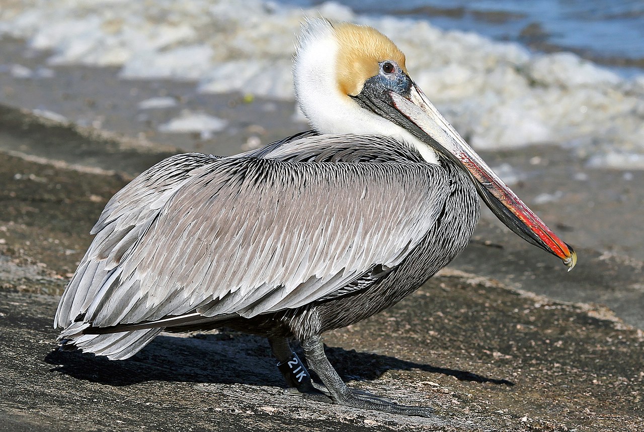 1280px-Brown_Pelican21K.jpg