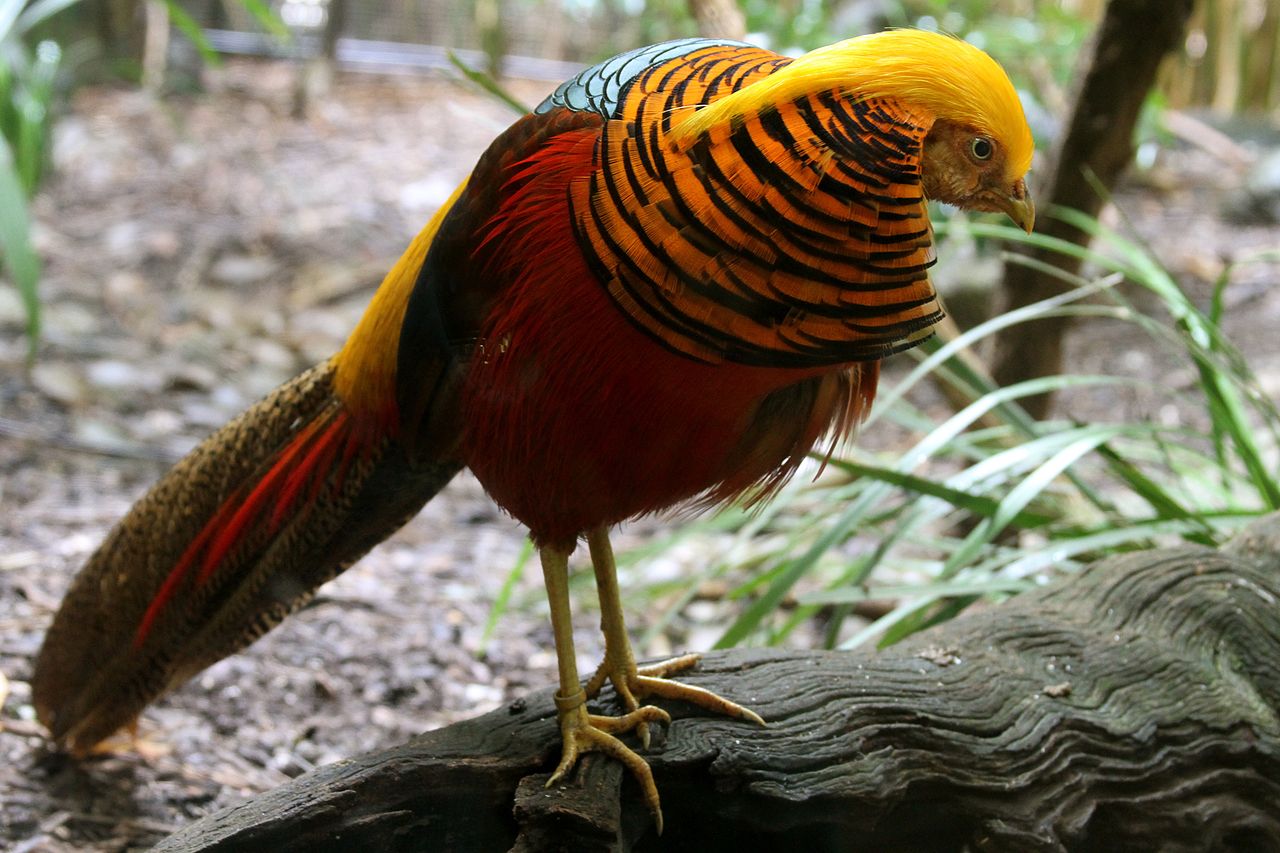 1280px-Chrysolophus_pictus_-Melbourne_Zoo,_Australia-8a.jpg