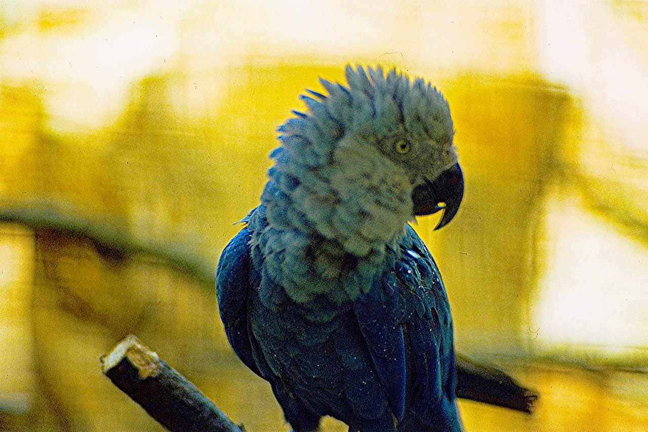 1280px-Cyanopsitta_spixii_-Vogelpark_Walsrode,_Walsrode,_Germany-1980.jpg
