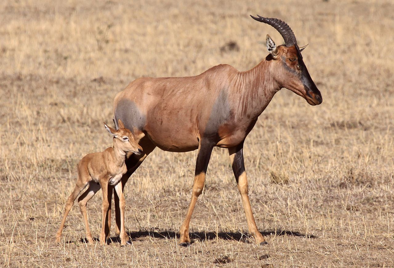1280px-Damaliscus_topi.jpg