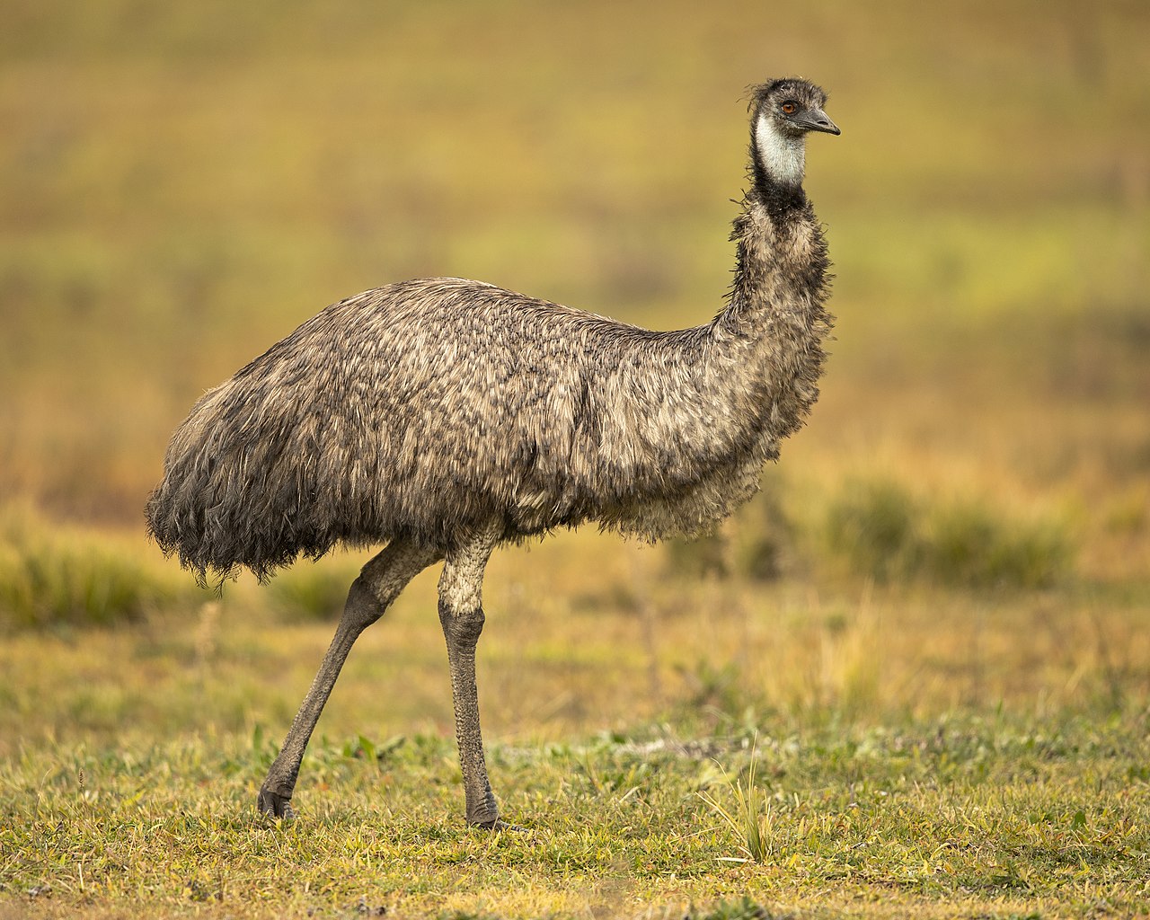 1280px-Emu_1_-_Tidbinbilla.jpg