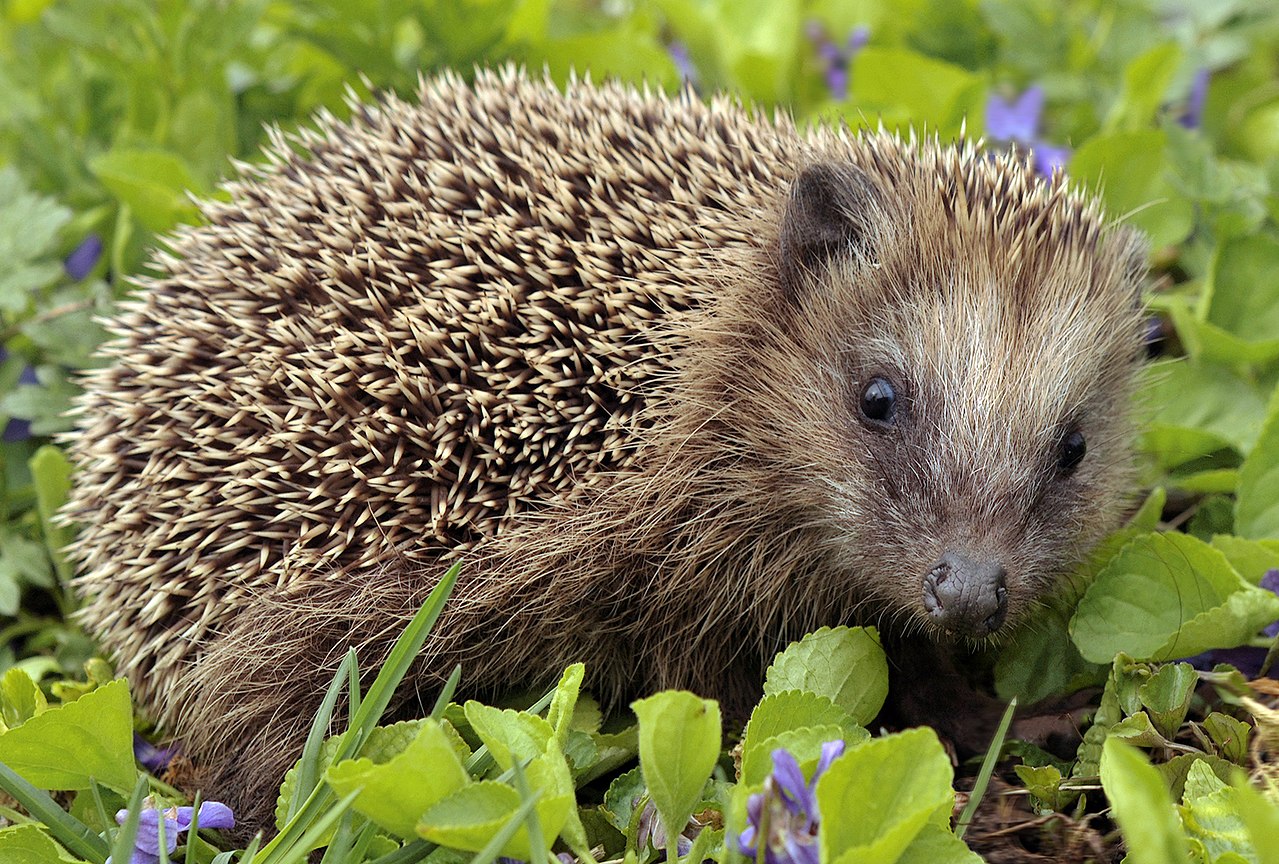 1280px-Erinaceus_europaeus_(Linnaeus,_1758)_crop.jpg