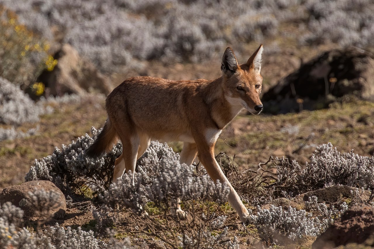 1280px-Ethiopian_wolf_(Canis_simensis_citernii).jpg