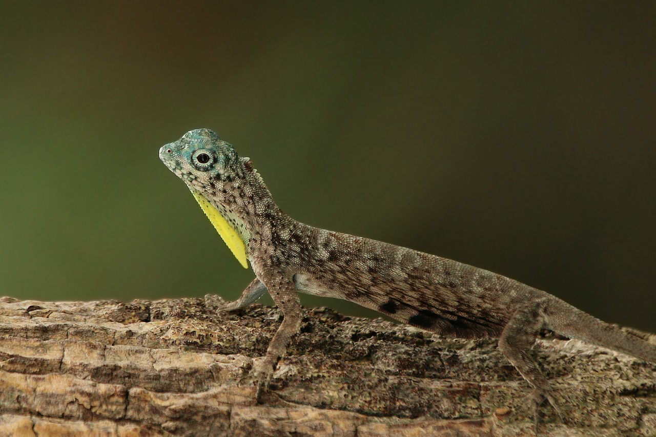 1280px-Flying_lizard_(Draco_volans)_male.jpg