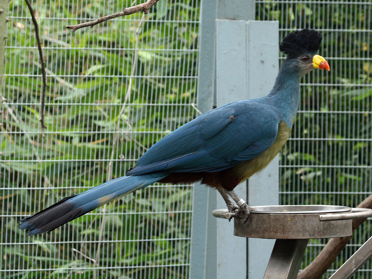 1280px-Great_Blue_Turaco_SMTC.jpg