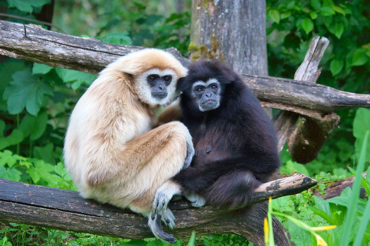 1280px-Hylobates_lar_pair_of_white_and_black_01.jpg