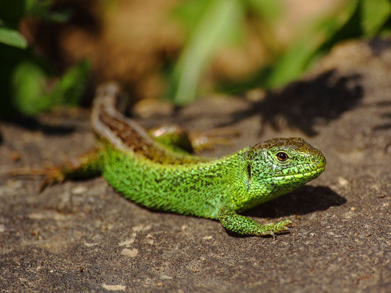 1280px-Lacerta_agilis_male_2.JPG