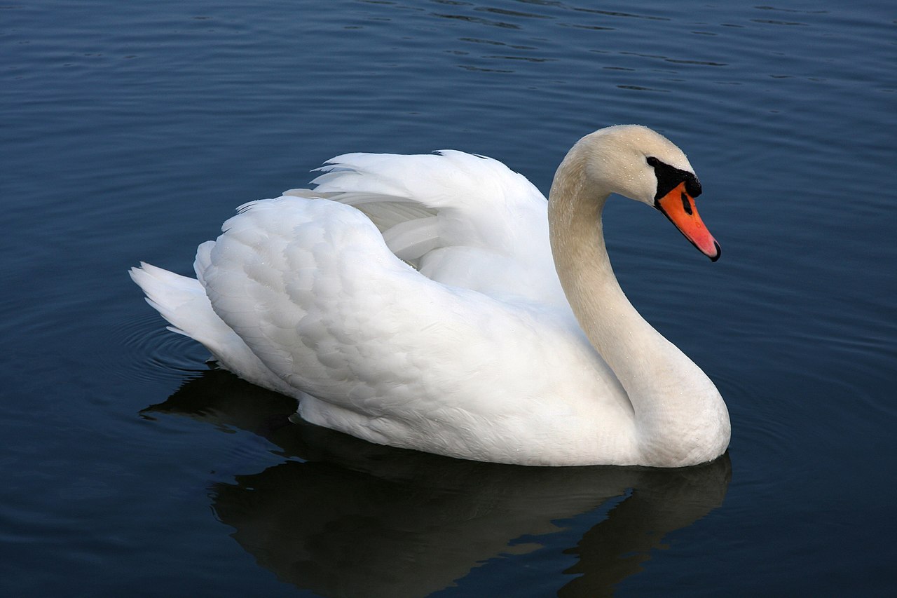1280px-Mute_swan_Vrhnika.jpg