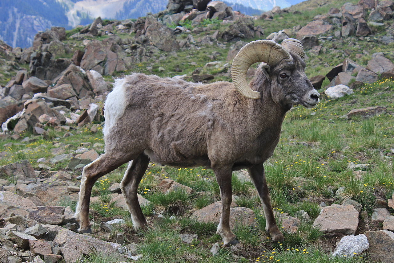 1280px-New_Mexico_Bighorn_Sheep.jpg