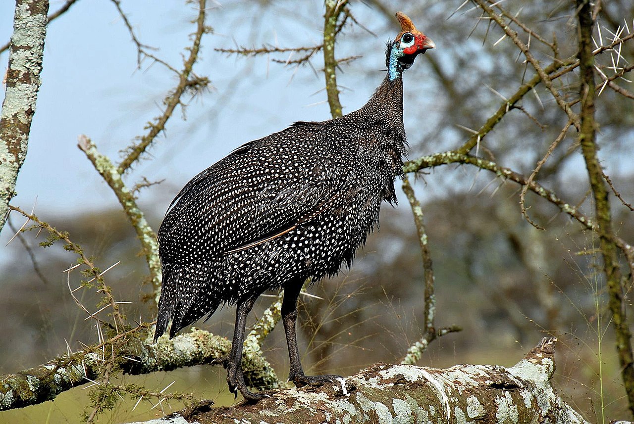 1280px-Numida_meleagris_-Serengeti_National_Park,_Tanzania-8_(1).jpg