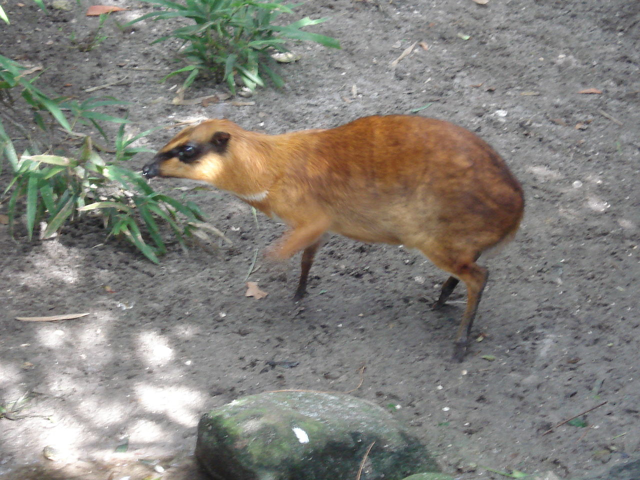 1280px-Palm_Beach_Zoo_At_Dreher_Park-10.jpg