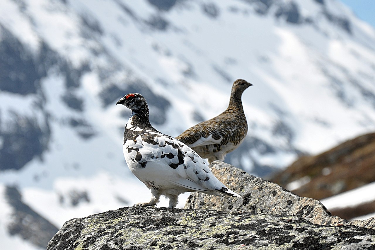 1280px-Rock_Ptarmigan_(Lagopus_Muta)sexes represented in picture, the male bird still has much...jpg