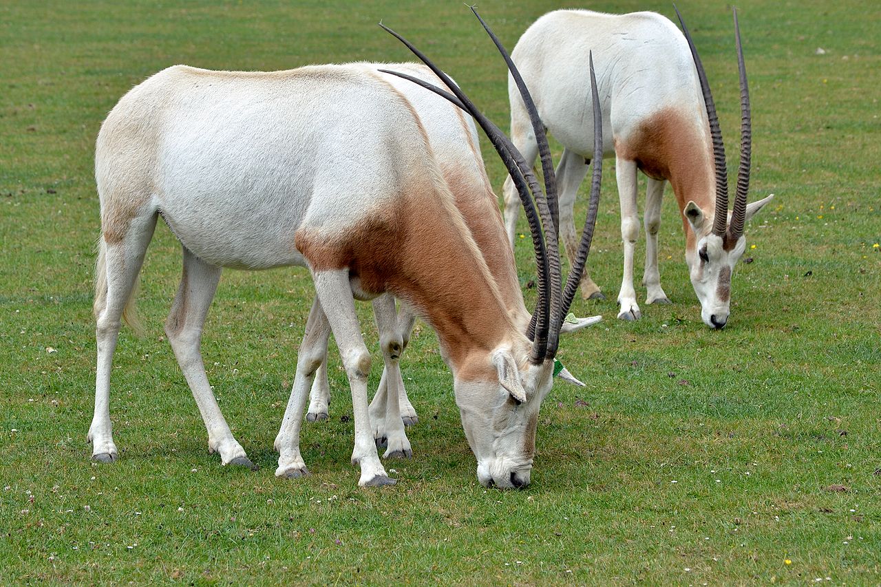 1280px-Scimitar_oryx1.jpg