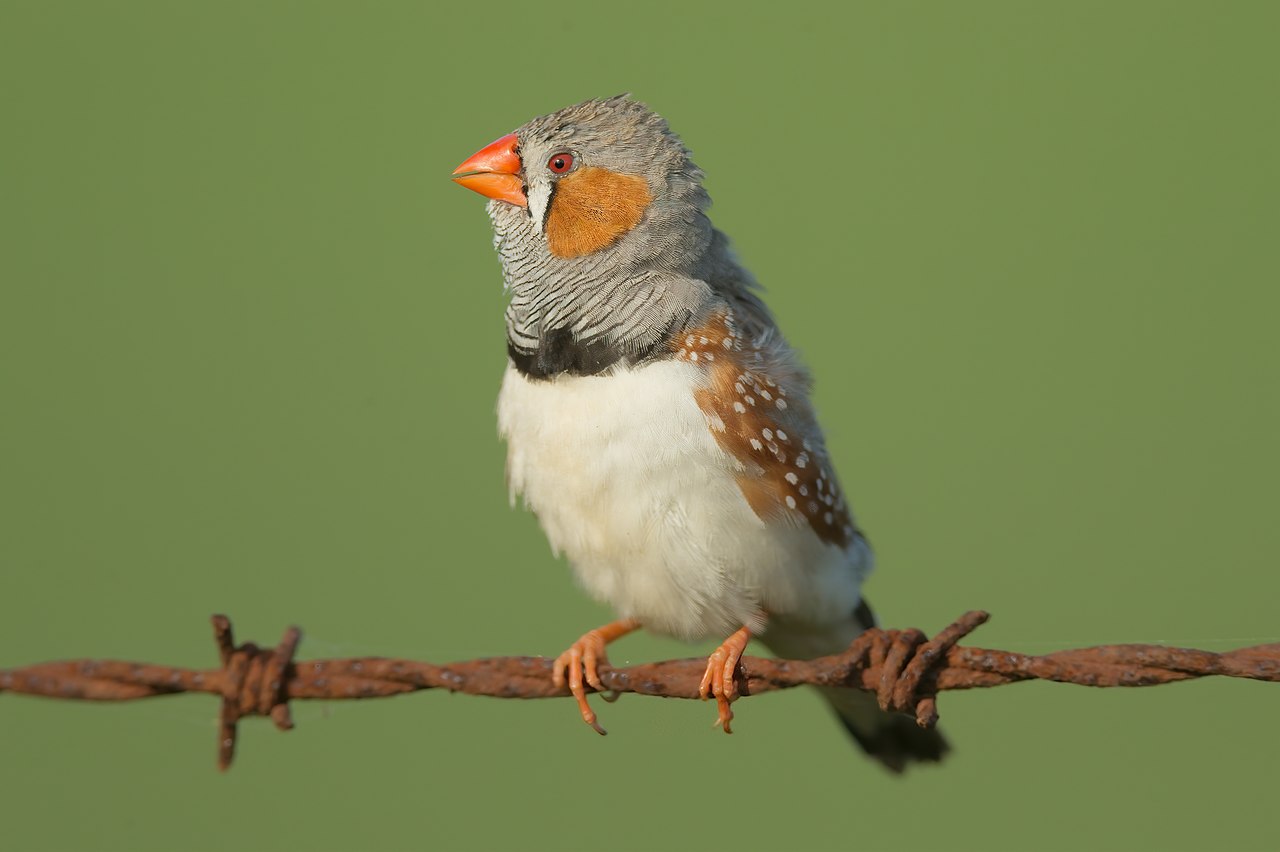 1280px-Taeniopygia_guttata_-_Bushell's_Lagoon.jpg