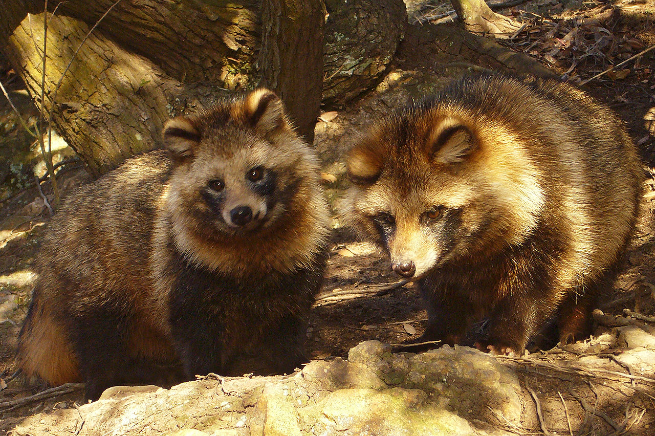 1280px-Tanuki01_960.jpg