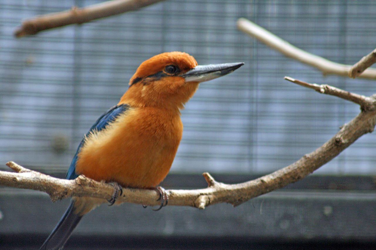 1280px-Todiramphus_cinnamominus_-San_Diego_Zoo-male-8a.jpg