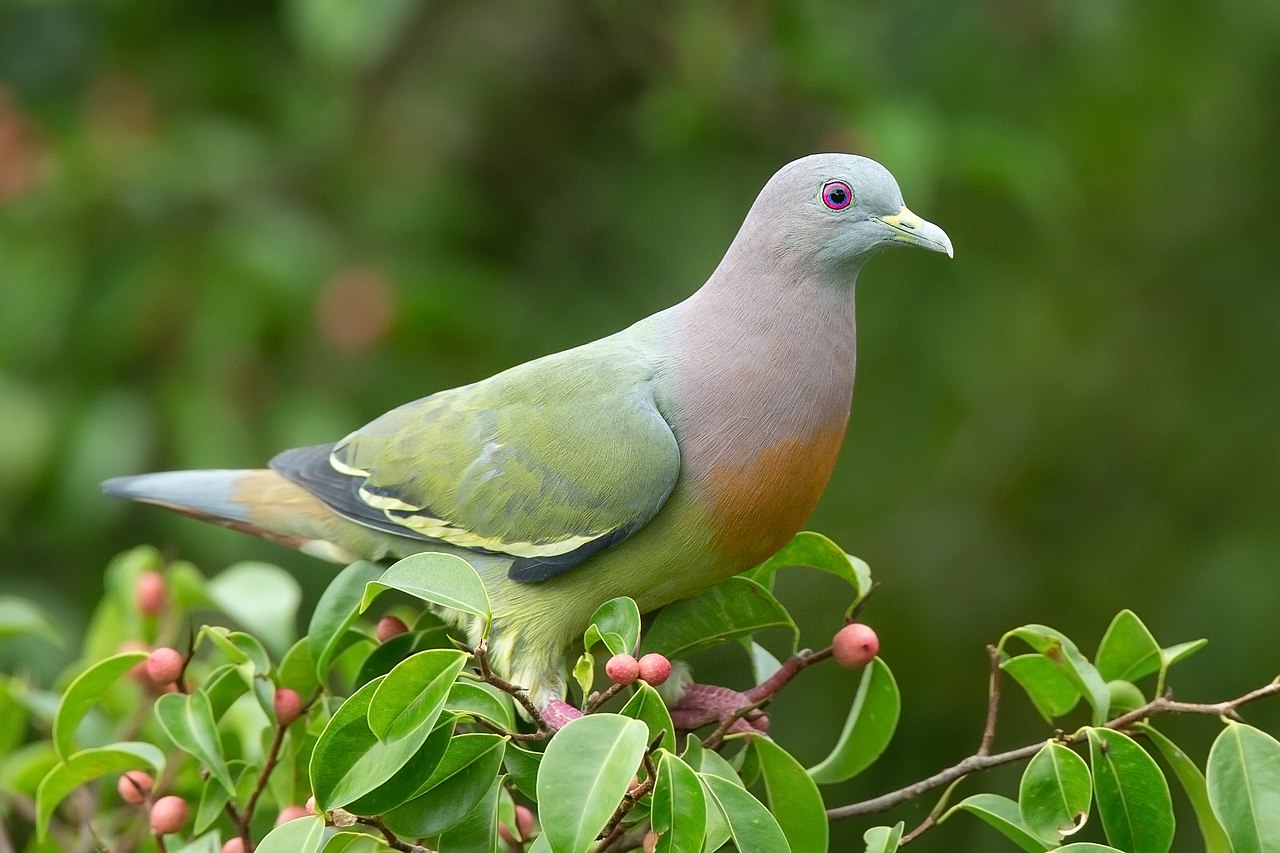 1280px-Treron_vernans_male_-_Kent_Ridge_Park.jpg