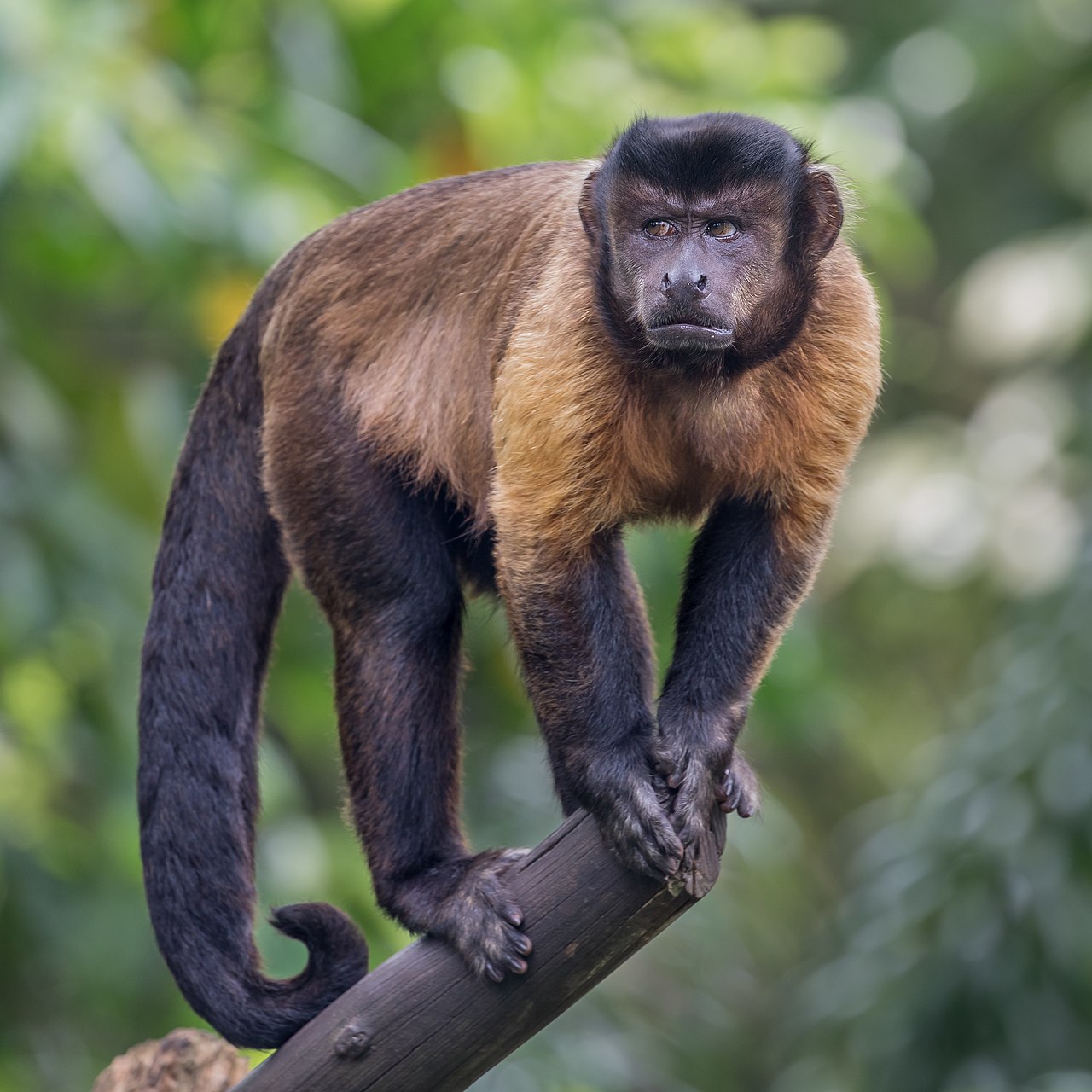 1280px-Tufted_capuchin_on_a_branch_in_Singapore.jpg