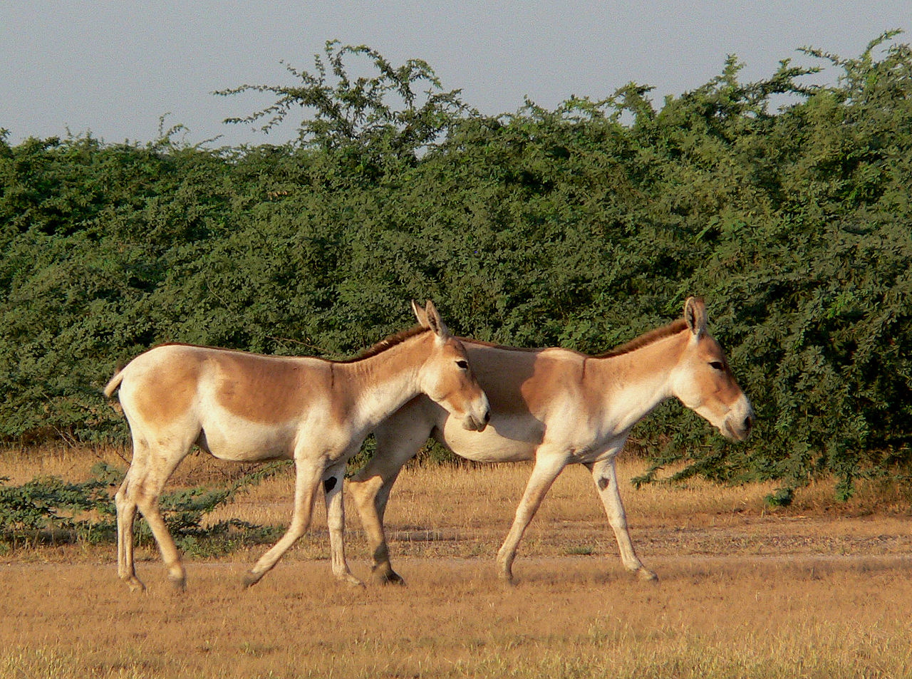 1280px-Wild_ass_india.jpg