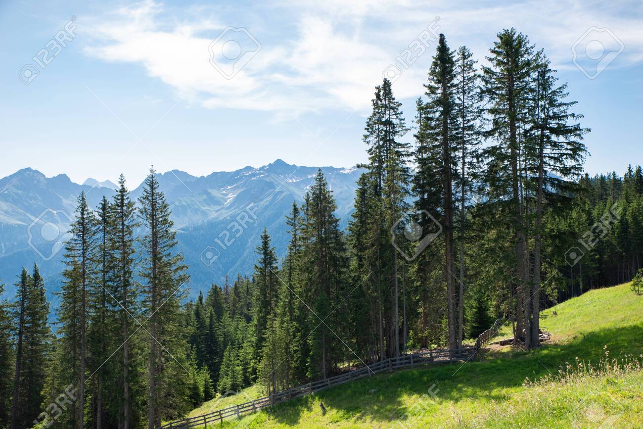 128300519-alpine-pastures-and-fir-trees-in-austria-alps.jpg