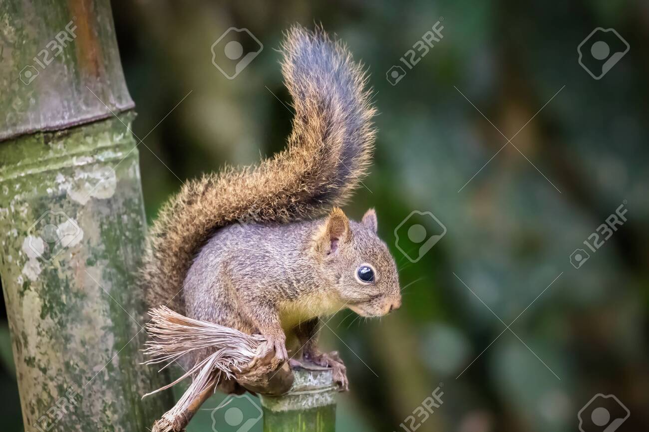 139031362-bolivian-squirrel-sciurus-ignitus-sitting-in-the-forest-in-manu-national-park-peru.jpg