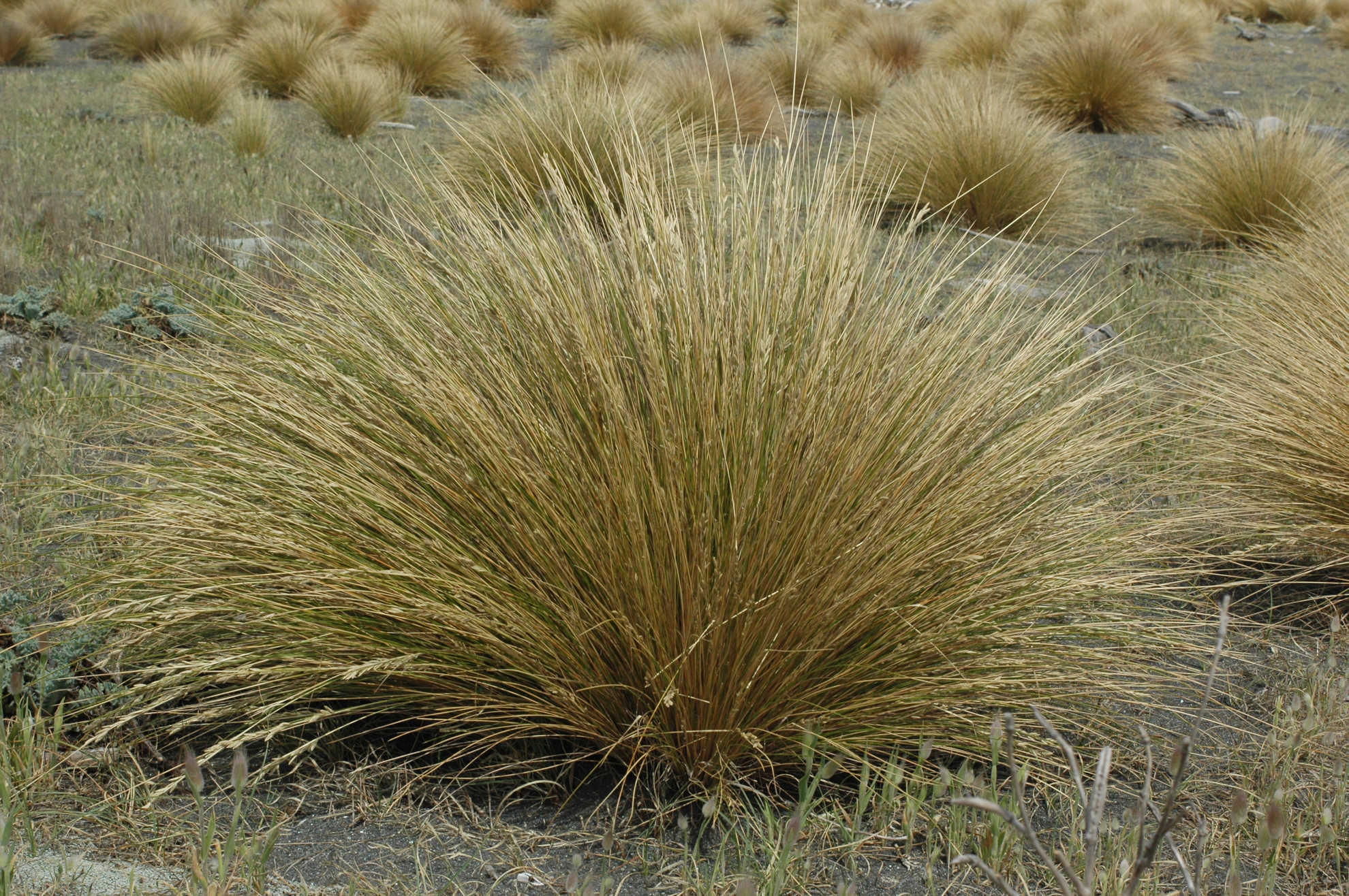 Grass tussocks | Frontier Forums