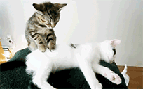 1493443858_cat-massage_204.gif