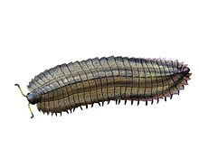 144652