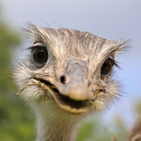 16018264-funny-looking-common-rhea.jpg