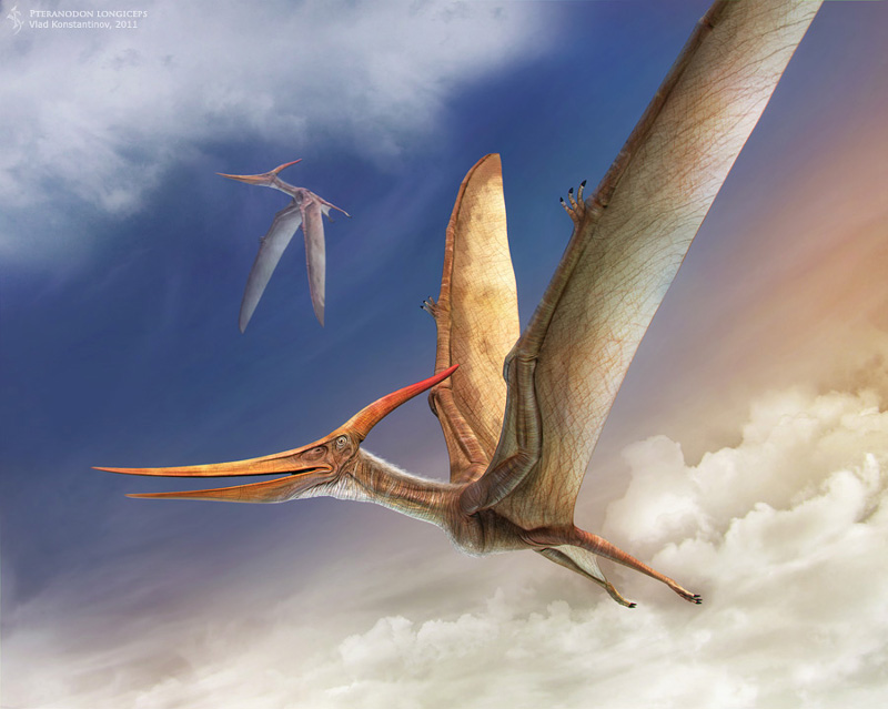 1606_pteranodon_vlad_konstantinov.jpg