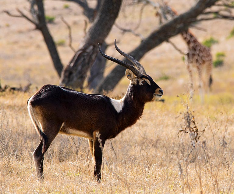 Zoo Tycoon 3: Sable Antelope 