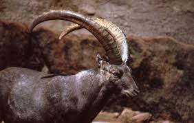 Image result for ibex