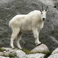 Image result for Mountain goat