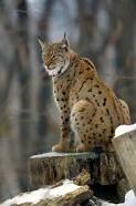 Image result for Eurasian lynx