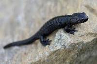 Image result for Alpine salamander