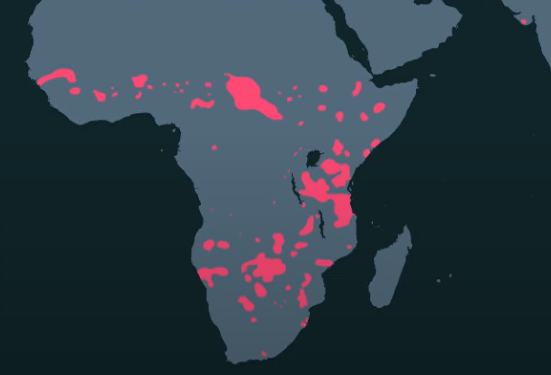 Doubts about Zoopedia's info for West African Lion | Frontier Forums