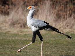 Ninja Eagles On Stilts - The Atlantic