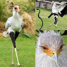 Secretary birds are famous for its snake-stomping legs; a single kick  delivered some 195 Newtons of force. They are also famous for their long  eyelashes. : Awwducational