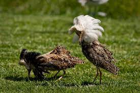 Ruff (bird) - Wikipedia