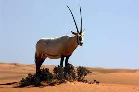 Arabian oryx - Wikipedia
