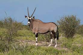 Gemsbok - Wikipedia