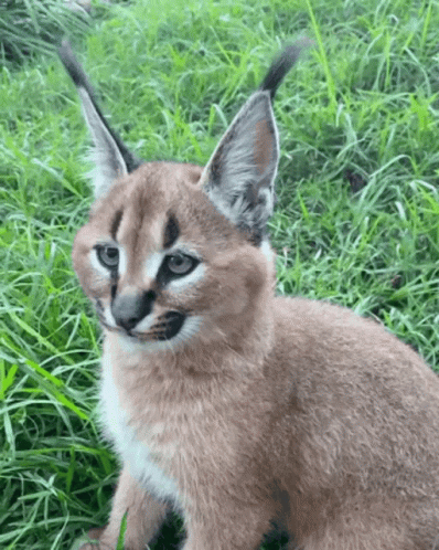 1649580259437.gif