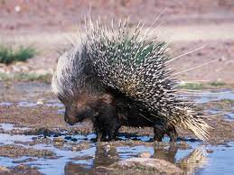 African crested porcupine | mammal | Britannica