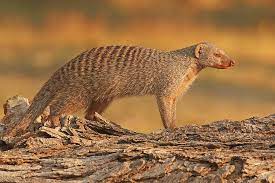 Banded Mongoose Photograph by MaryJane Sesto | Fine Art America