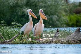 1.129 foto's en beelden met Great White Pelican - Getty Images