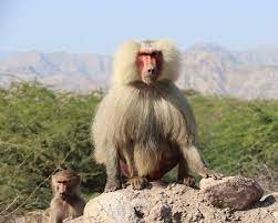 A Male Baboon that we saw during one of our Tours. The baboon's range  extends from the Red Sea in Eritrea to Ethiopia, Djibouti, Somaliland and  Somalia. The hamadryas baboon lives in