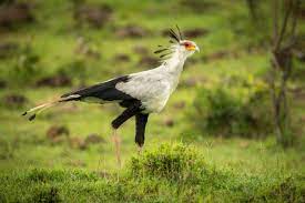 1,194 Secretary Bird Stock Photos, Pictures & Royalty-Free Images - iStock